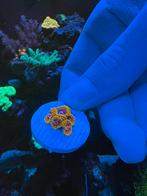 Mind trick zoanthus, Dieren en Toebehoren, Vis