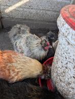 USA Zijdehoen haantjes, gratis afhalen, Dieren en Toebehoren, Pluimvee, Mannelijk, Kip