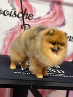 Pomeranian/dwergkees FCI dekreu ( niet te koop ), Dieren en Toebehoren, Honden | Dekreuen, Particulier, Rabiës (hondsdolheid)