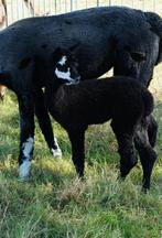 Alpaca hengst, Dieren en Toebehoren, Overige Dieren, Mannelijk, Na 1 juli 2024