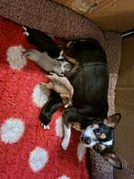 Chihuahua pups, Dieren en Toebehoren, Honden | Chihuahua's en Gezelschapshonden, CDV (hondenziekte), 8 tot 15 weken, Meerdere