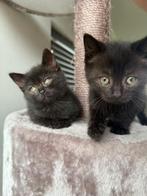 Nog 1lief katertje zoekt personeel, Dieren en Toebehoren, Katten en Kittens | Raskatten | Langhaar, Geslacht onbekend, 0 tot 2 jaar
