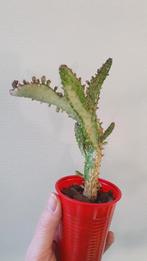 Opuntia cactus variegated potmaat 7cm, Ophalen of Verzenden, Minder dan 100 cm, In pot, Cactus