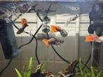 Guppy fishes for aquarium FREE, Vis, Zoetwatervis