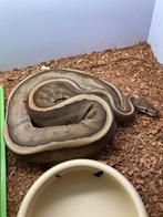 Diverse slangen, Dieren en Toebehoren, Slang, 0 tot 2 jaar