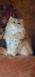 Brits langhaar poesje met stamboom, Dieren en Toebehoren, Katten en Kittens | Raskatten | Langhaar, Poes, Gechipt, 0 tot 2 jaar