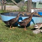 Jonge loopeenden, Dieren en Toebehoren, Pluimvee, Meerdere dieren, Eend