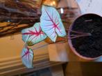 caladium, Huis en Inrichting, Kamerplanten, Ophalen, Overige soorten, Halfschaduw, Minder dan 100 cm