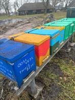 Sterke bijenvolken Carnica & Buckfast – op 6 ramen – €250, Bijen