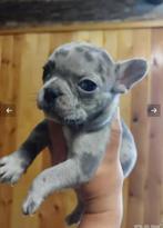 Blauwogige Franse brutale hond, België, Particulier, Rabiës (hondsdolheid), Overige rassen