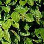 Groene haagbeuken, haagbeuk, carpinus betulus, beukenhaag, Ophalen of Verzenden, Beukenhaag