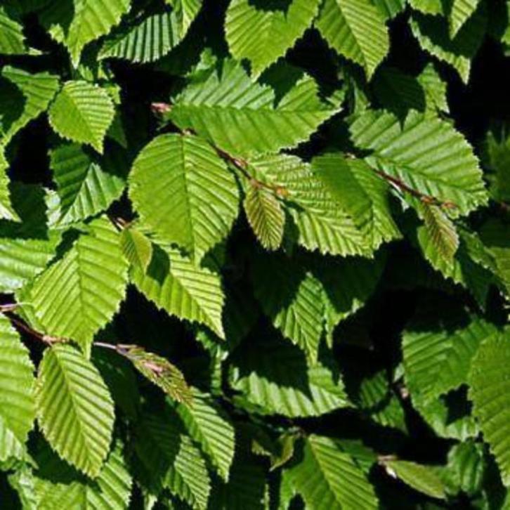 Groene haagbeuken, haagbeuk, carpinus betulus, beukenhaag, Tuin en Terras, Planten | Struiken en Hagen, Beukenhaag, Ophalen of Verzenden