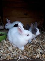 Te koop: jonge dwergkonijnen!, Dieren en Toebehoren, Konijnen, Vrouwelijk, Dwerg, 0 tot 2 jaar