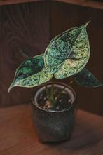 Alocasia Dragon Scale Mint Variegata (3), Overige soorten, Minder dan 100 cm, Groene kamerplant, Halfschaduw