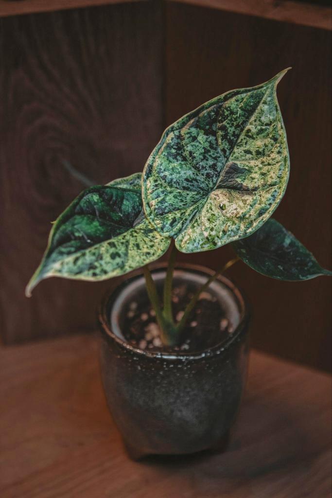 Alocasia Dragon Scale Mint Variegata (3), Huis en Inrichting, Kamerplanten, Overige soorten, Minder dan 100 cm, Groene kamerplant