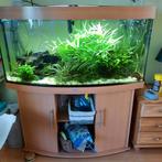 Compleet met alles. Zo te starten; Aquarium Juwel, Dieren en Toebehoren, Ophalen, Gevuld zoetwateraquarium