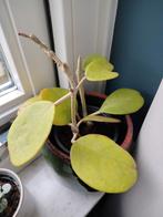 Hoya obovata + hoya kerrii, Ophalen, Overige soorten, Minder dan 100 cm, Bloeiende kamerplant