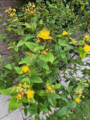Te koop: jonge biologische plantjes Hertshooi beschikbaar voor biedingen