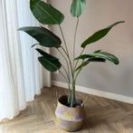 Kunst Strelitzia - 160cm - Zo Goed Als Nieuw!, Ophalen, Overige soorten, Halfschaduw, In pot