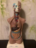 Vintage anatomisch model, 50 cm., Antiek en Kunst, Ophalen of Verzenden