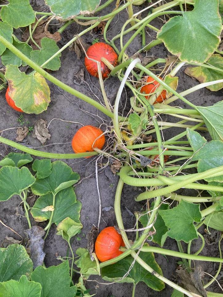 GEZOCHT oproepkrachten bio. boerderij landwerk + verwerking, Vacatures, Vacatures | Landbouw, Natuur en Milieu, Overige niveaus