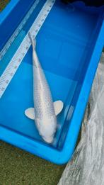 Ogon - 60cm, Dieren en Toebehoren, Vissen | Vijvervissen, Karper of Koi