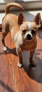 Chihuahua pup 5 maanden, Dieren en Toebehoren, Honden | Chihuahua's en Gezelschapshonden, Rabiës (hondsdolheid), 15 weken tot 1 jaar