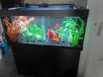 Aquarium juwel rio 240, Dieren en Toebehoren, Vissen | Aquaria en Toebehoren, Ophalen, Zo goed als nieuw, Gevuld zoetwateraquarium