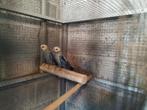 Koppel bleekkop rosella, Dieren en Toebehoren, Vogels | Parkieten en Papegaaien, Meerdere dieren, Parkiet