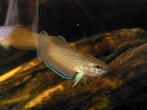 Betta edithae wildbetta 6 jonge dieren, Dieren en Toebehoren, Vissen | Aquariumvissen, Vis
