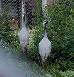 Kweekpaar jufferkraanvogels, Meerdere dieren, Overige soorten