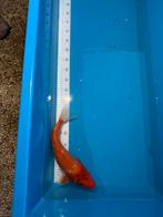 Koi karper te koop, Karper of Koi