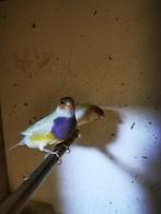 Koppel gouldamadine, Dieren en Toebehoren, Vogels | Overige Vogels, Meerdere dieren, Tropenvogel, Geringd