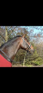 Stang en trenshoofdstel, passier paarden, Dieren en Toebehoren, Ophalen of Verzenden, Dressuur