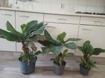 Bananen Musa Tropicana (Niet Winterhard), Tuin en Terras, Volle zon, Vaste plant, Zomer, Ophalen