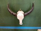 Handgesneden Buffel Schedel met Hoorns, Ophalen of Verzenden