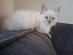 Ragdoll katertje, Dieren en Toebehoren, Kater, Ontwormd