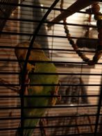 Lieve mooie parkiet, Dieren en Toebehoren, Geslacht onbekend, Parkiet