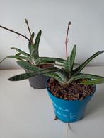 Vetplant, Minder dan 100 cm, Bloeiende kamerplant, Volle zon, Ophalen