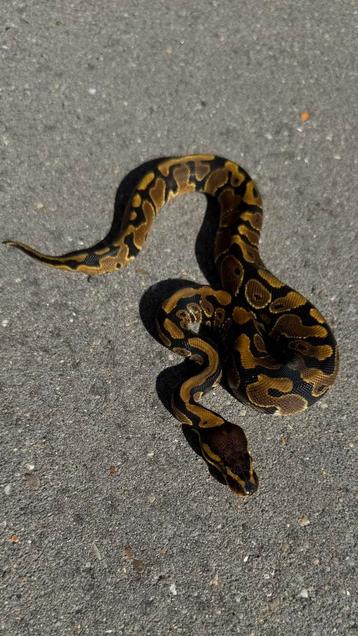 Koningspython ballpython wildkleur 100% clown man beschikbaar voor biedingen