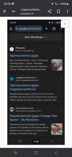 tapinauchenius gigas €55 alleen ophalen ik verzend niet, Dieren en Toebehoren, Insecten en Spinnen, Spin of Schorpioen