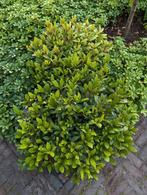 Struik Skimmia, grote struiken, 2 stuks, zgan, Ophalen, Overige soorten, Minder dan 100 cm