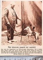 Circus 1925, hond als mini-paard bij Hagenbeck op Schevening, Ophalen of Verzenden, Voor 1940, Gebruikt, Dier