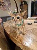 2 abbesijn poezen plus kater met stamboom, Meerdere dieren, Gechipt