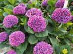 Hortensia, mooie grote paars/roze hortensia plant, Halfschaduw, Vaste plant, Herfst, Overige soorten