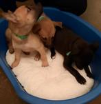 Mechelaar zijn herder Stafford, Dieren en Toebehoren, Honden | Herdershonden en Veedrijvers, 8 tot 15 weken, Meerdere, Meerdere dieren