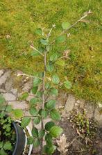 cotoneaster horizontalis struikje, leiplant, Overige soorten, Minder dan 100 cm, Ophalen of Verzenden, Struik