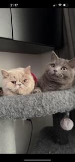 Mila & Milo zoeken een warm huisje, Dieren en Toebehoren, Katten en Kittens | Raskatten | Korthaar, Poes, Gechipt, 0 tot 2 jaar