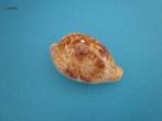 Schelpen: Cypraeidae, Verzenden, Schelp(en)
