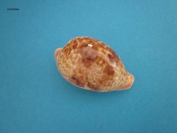 Schelpen: Cypraeidae beschikbaar voor biedingen